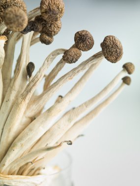 narin enoki mantar gösteren kavram resim