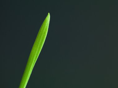 tek bir bıçak yeşil çimen