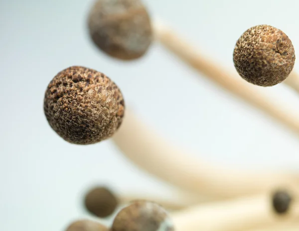 Closeup enoki mushroooms kapaklar — Stok fotoğraf