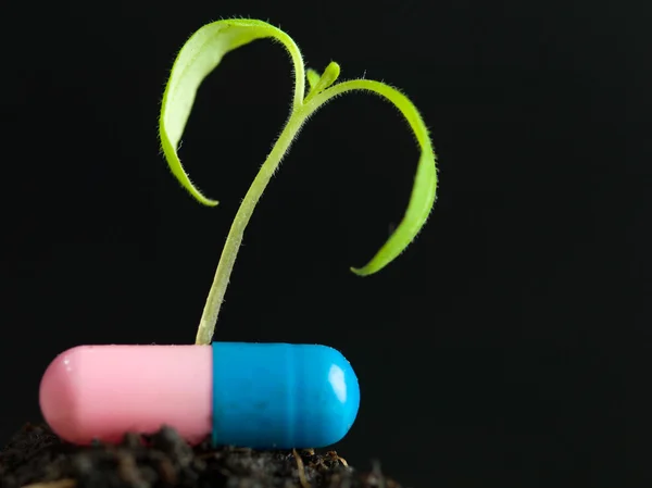 Plant and pill on the ground — Stock Photo, Image