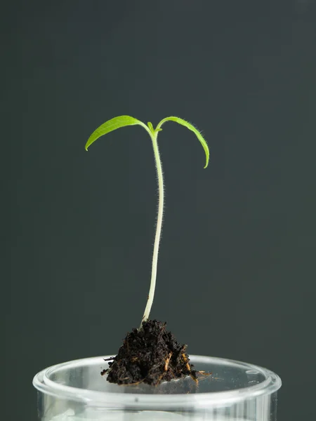 Young sprout with soil sample in laboratory — Stock Photo, Image