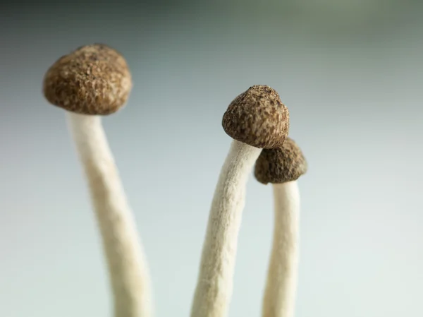 Concept image of three delicate enoki mushrooms — Stock Photo, Image