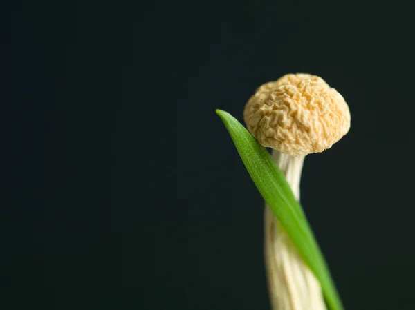 Ett blad av gräs och en svamp — Stockfoto