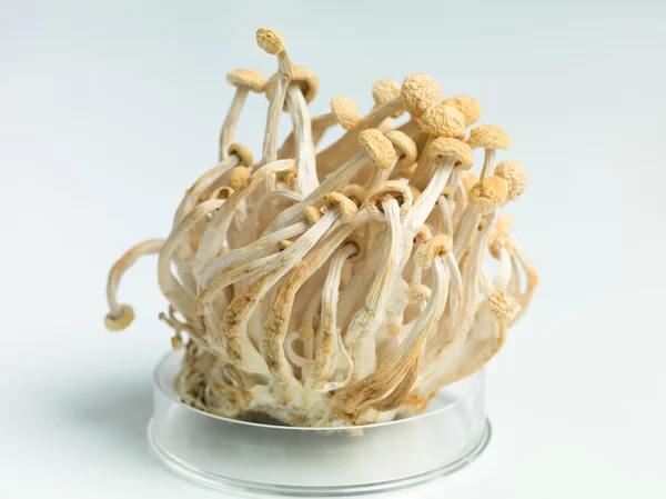 Petri dish containing an enoki mushrooms cluster — Stock Photo, Image