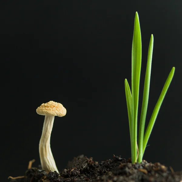 Young mushroom and plant sprouting from soil — Stock Photo, Image