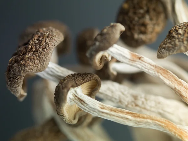 Concept detailed image showing delicate enoki mushrooms — Zdjęcie stockowe