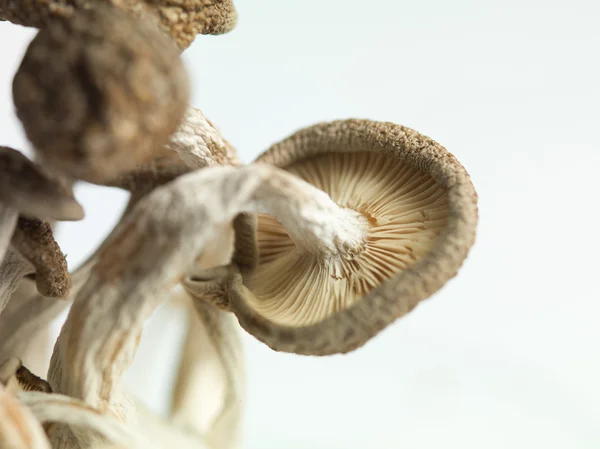 Closeup of enoki mushroooms with gills showing — Stock Photo, Image