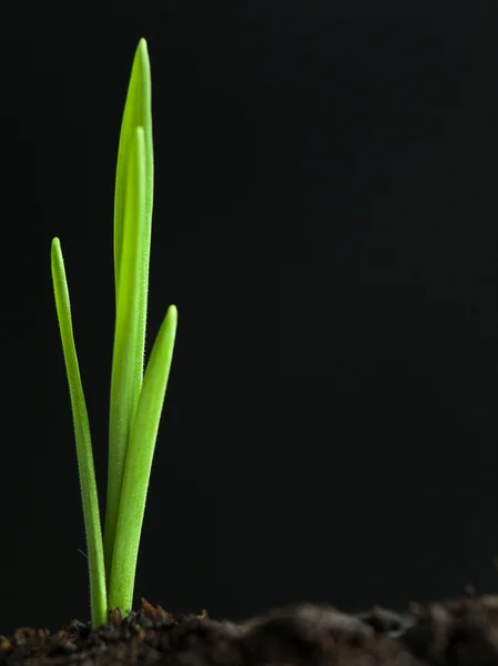 Bereketli toprak büyüyen genç bitki — Stok fotoğraf