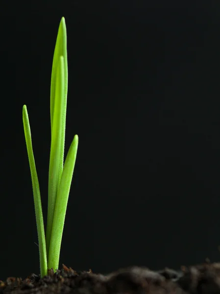 Young plant growing from fertile soil — Stock Photo, Image