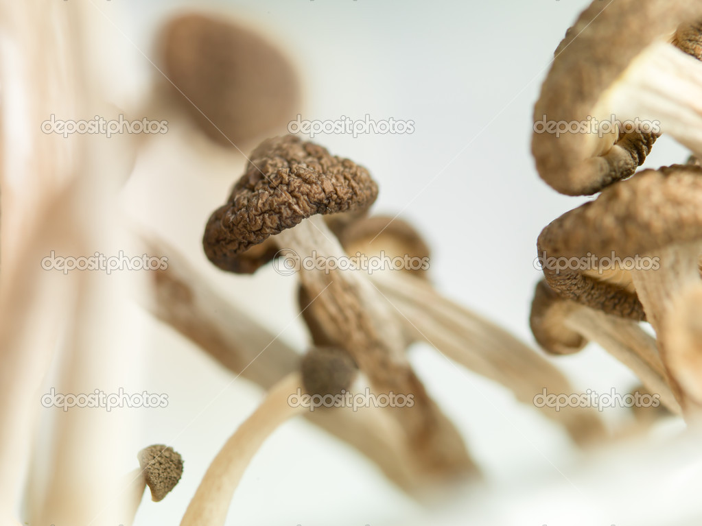 clump of brown mushrooms
