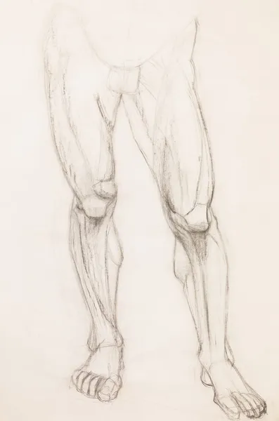 Gambe umane, studio anatomico — Foto Stock