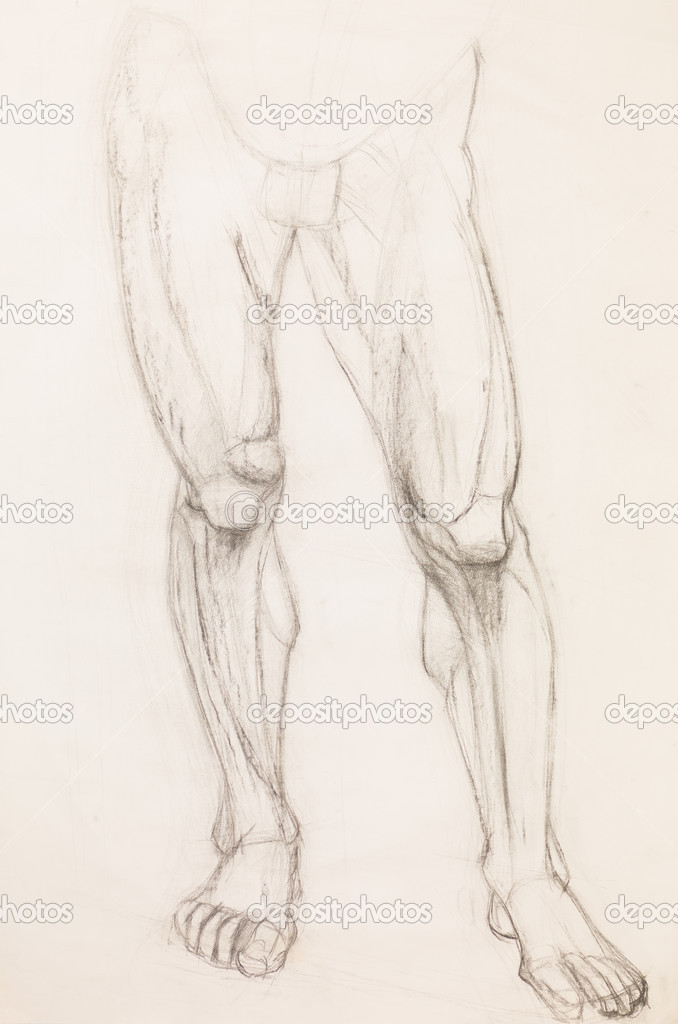 human legs, anatomy study