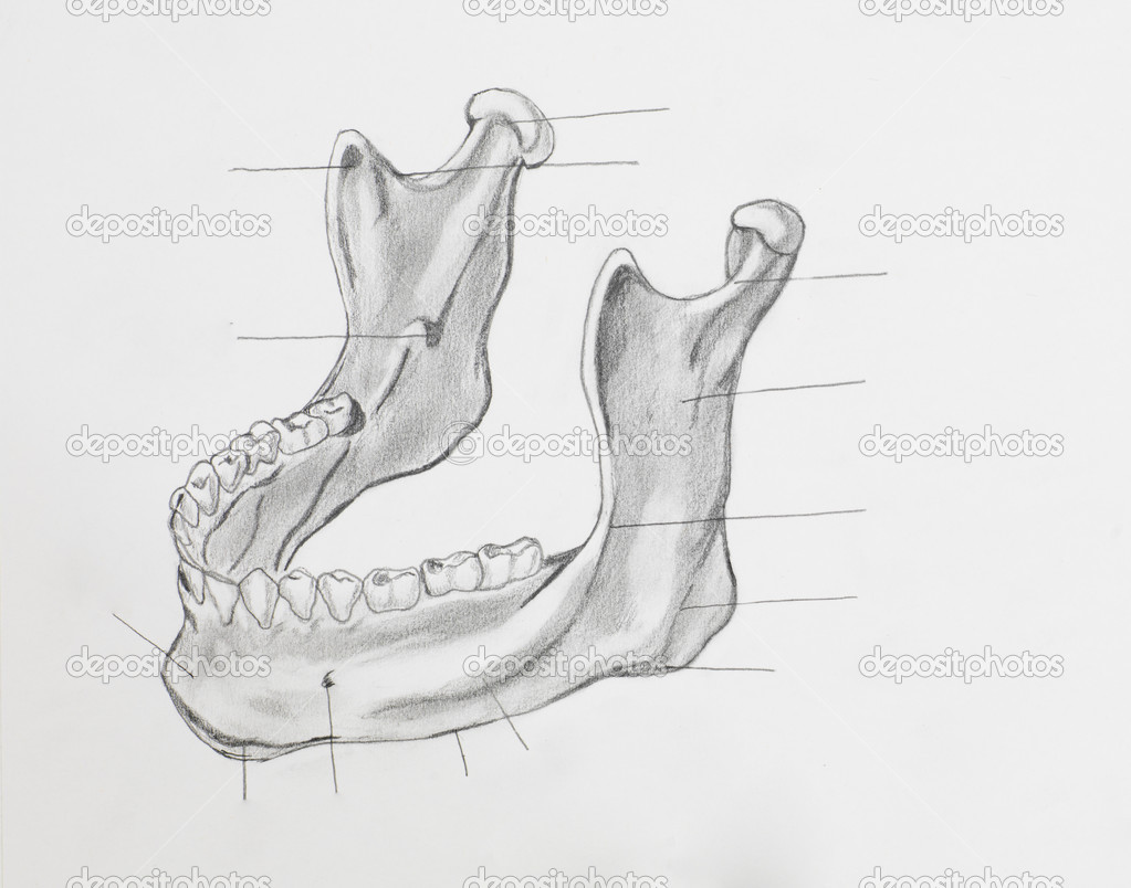 Mandibula anatomie