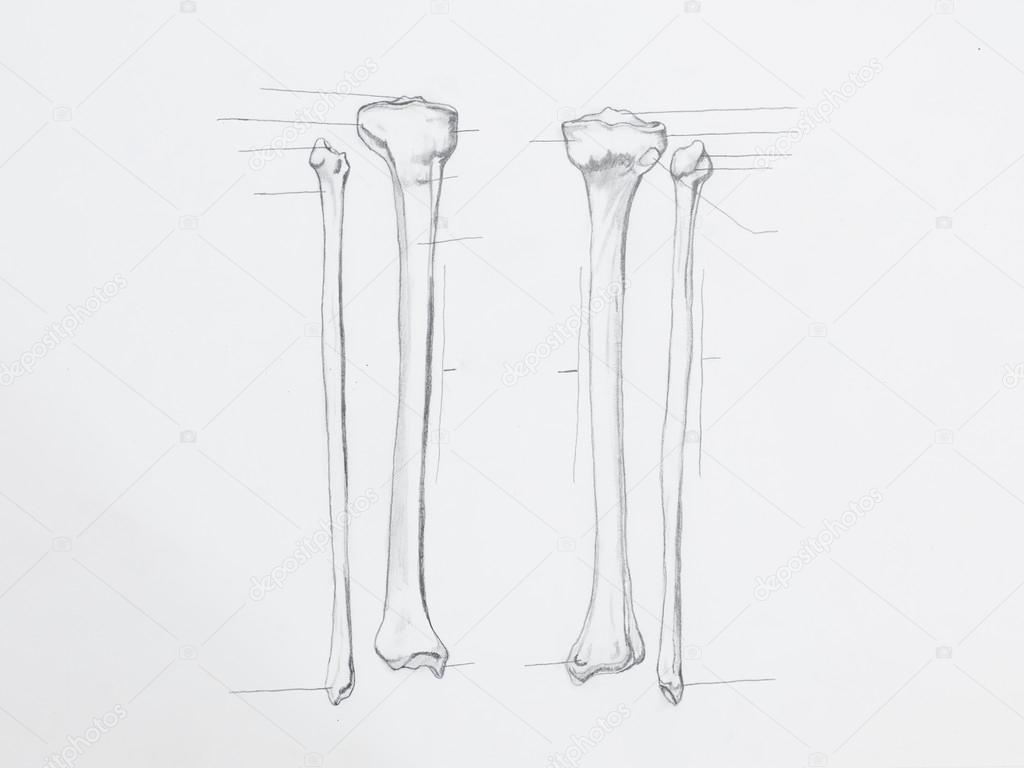 Tibia y perone dibujo | dibujo a lápiz de la anatomía ... tibula fibula diagram 