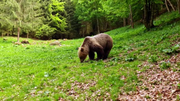 Ours Des Carpates Dans Nature Aimant Nourriture — Video