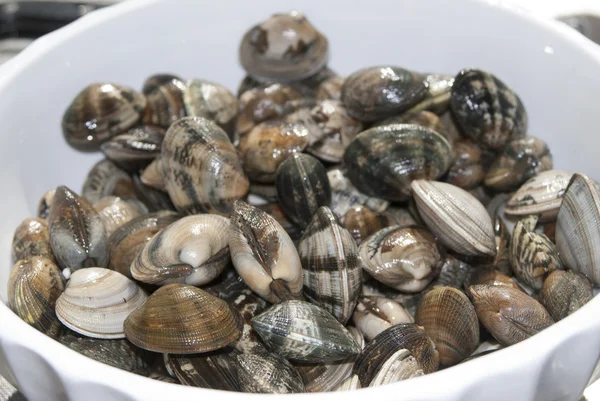 Fresh clams — Stock Photo, Image