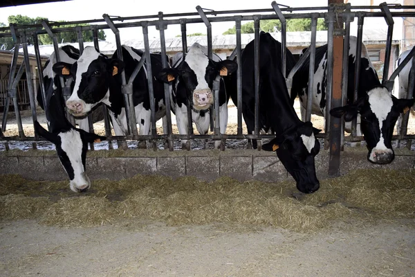 Cattleshed — Stock Photo, Image