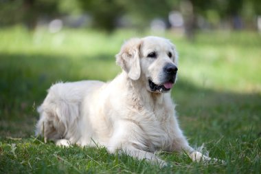 çimenlerin üzerinde Golden retriever