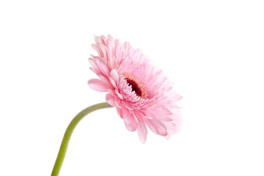 pembe gerber çiçek