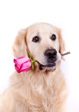 Gül desenli av köpeği