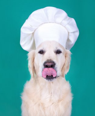 şef şapkasını köpek