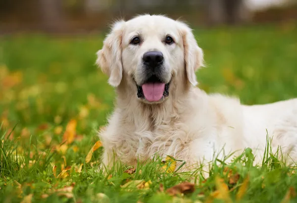 Filhote de cachorro Golden Retriever — Fotografia de Stock