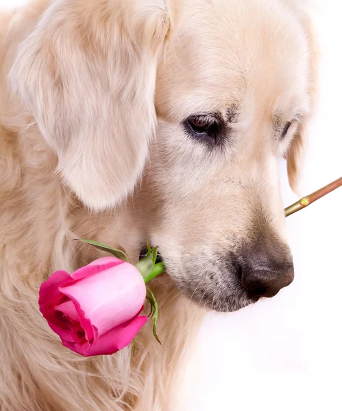 Recuperador bonito com rosa — Fotografia de Stock