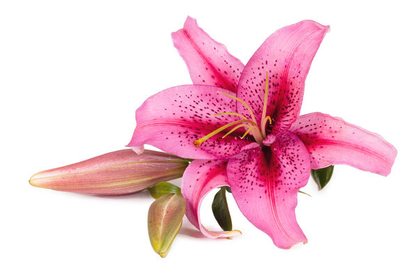 Lily flower