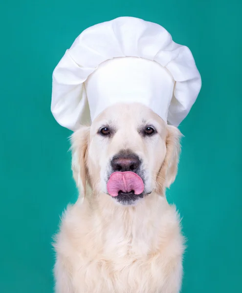 Cão de chapéu de chef — Fotografia de Stock