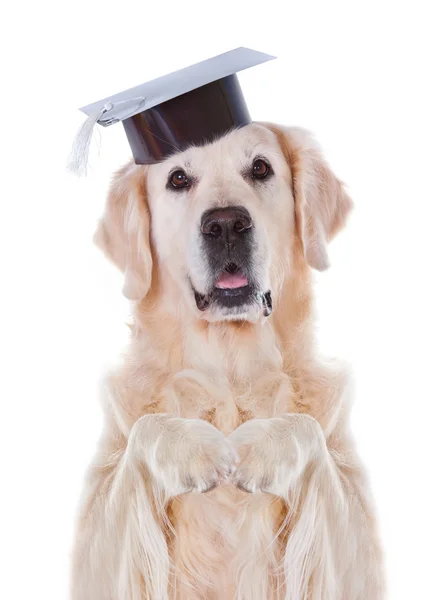 Σκυλί στο καπέλο Royalty Free Εικόνες Αρχείου