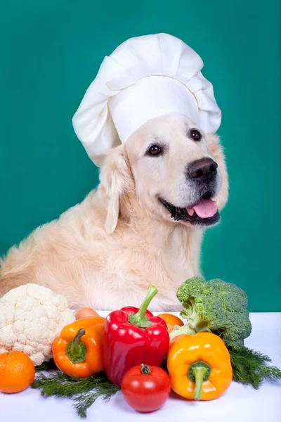 Retriever σκύλου μαγείρεμα Royalty Free Εικόνες Αρχείου
