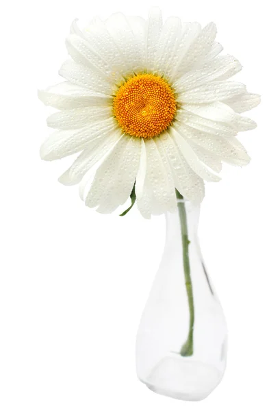 Сamomile in a vase — Stock Photo, Image