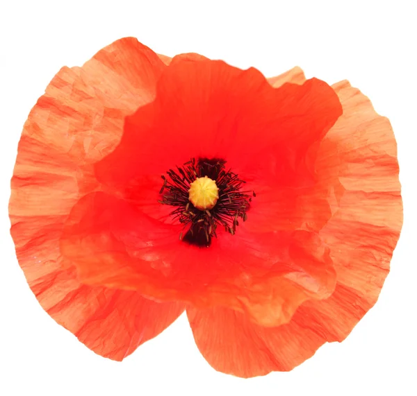 Red poppy — Stock Photo, Image