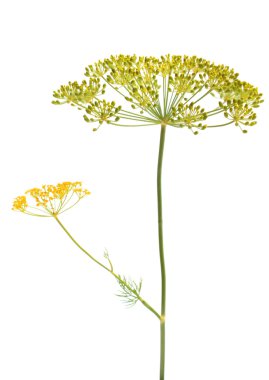Dill flower