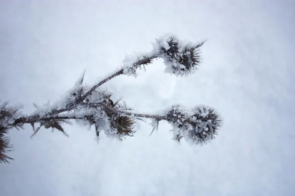 Fiore secco sulla neve — Foto Stock