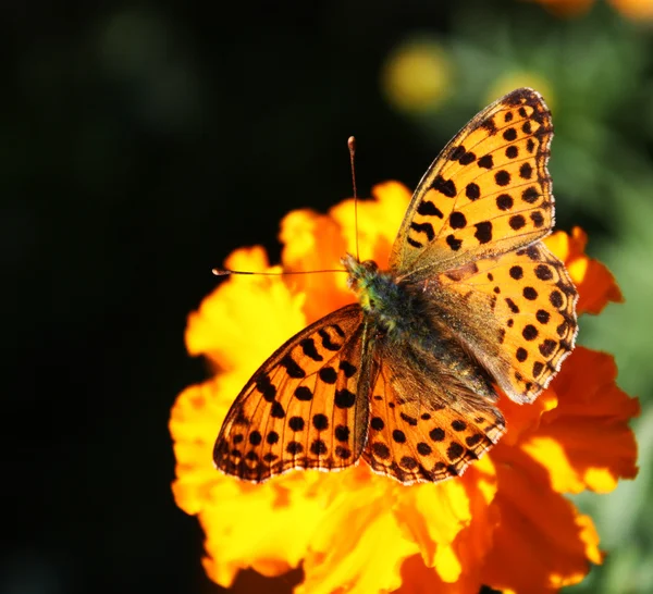 Fjäril på en blomma — Stockfoto