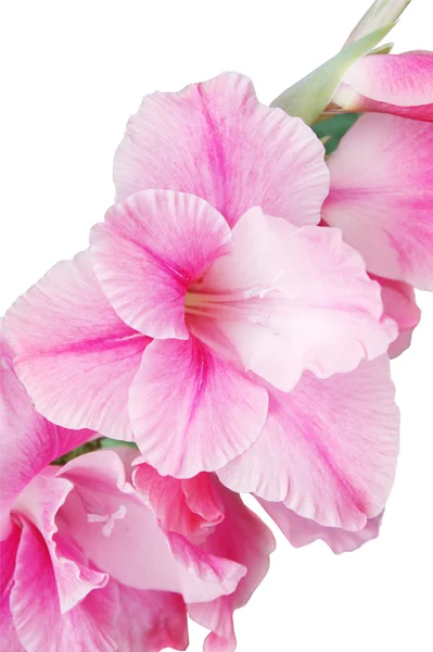 Rosa gladiolus — Stockfoto