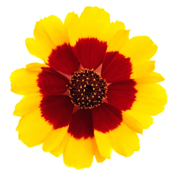 Yellow flower — Stock Photo, Image