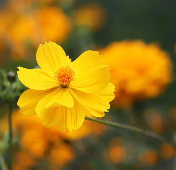 Flor amarilla — Foto de Stock