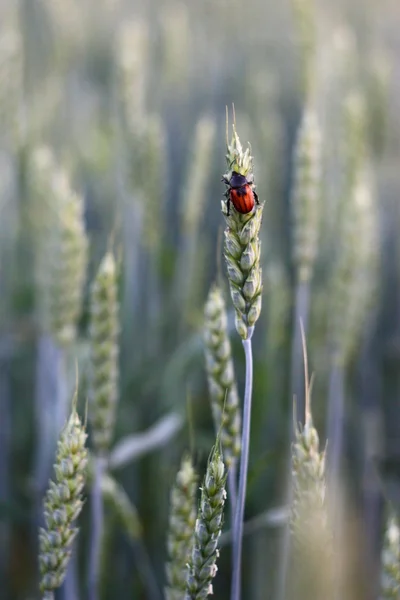 Chafer sur une épi de blé — Photo