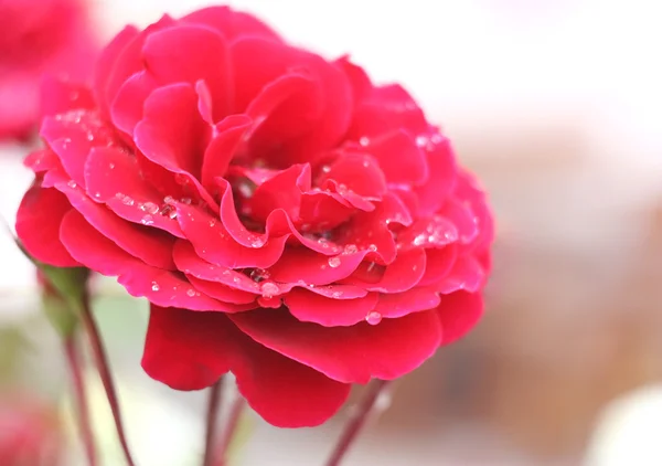 Zwilżone czerwona róża — Zdjęcie stockowe