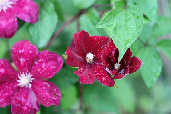 Мокрые цветы клематис — стоковое фото