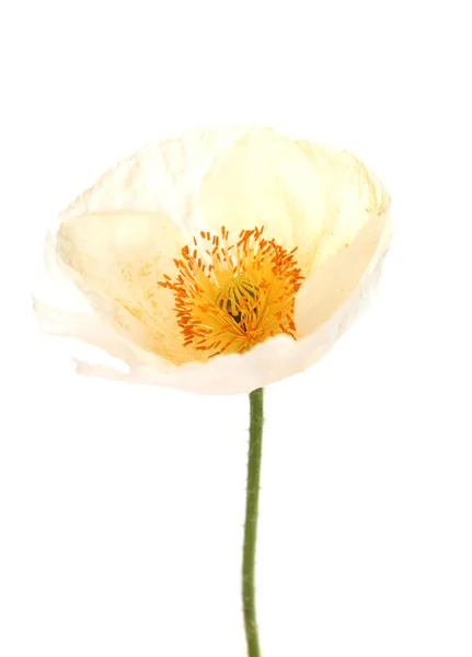 White poppy — Stock Photo, Image
