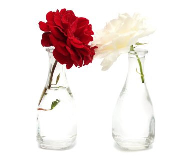 Kırmızı ve beyaz gül