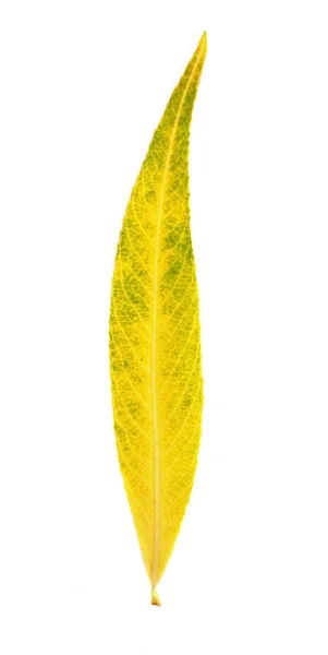 Geel blad — Stockfoto