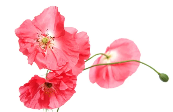 Pink poppies — Stock Photo, Image