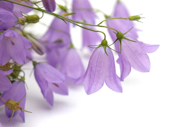 Bellflowers — Stock Photo, Image