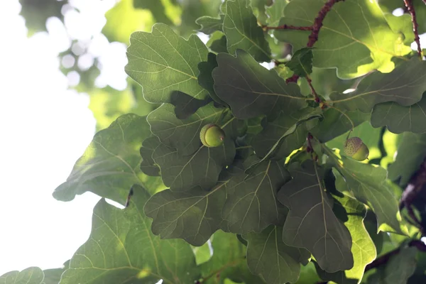 Frattaglie di quercia — Foto Stock