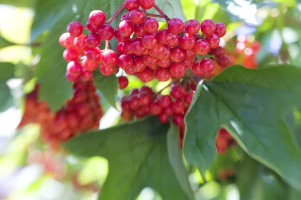 Viburnum bogyók — Stock Fotó