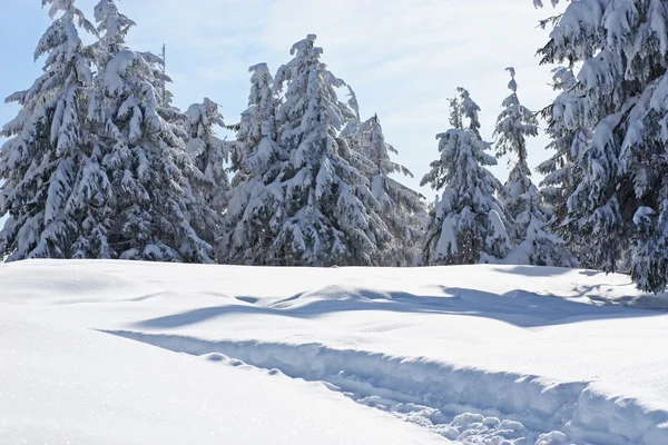 Sneeuw bedekte boom — Stockfoto